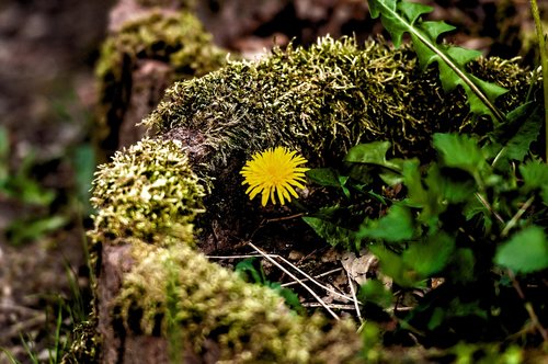 nature  plant  leaf