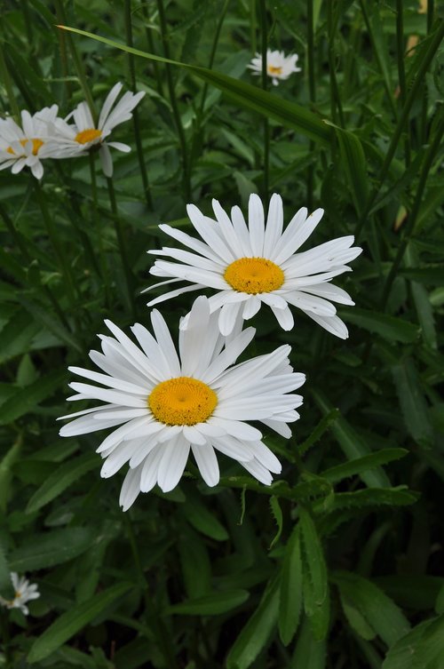 nature  plant  flower