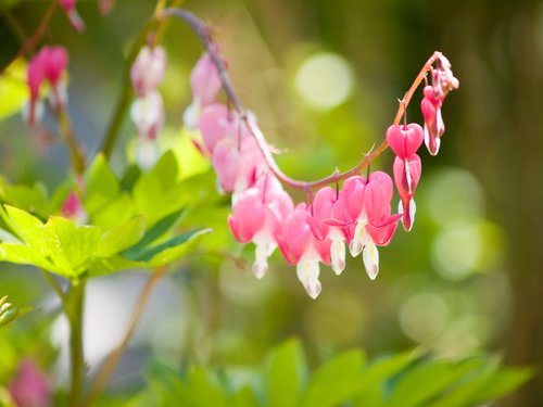 nature  plant  garden