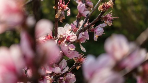 nature  tree  plant