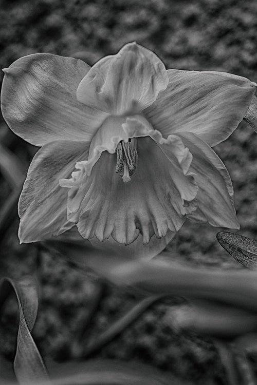 nature  flower  flora