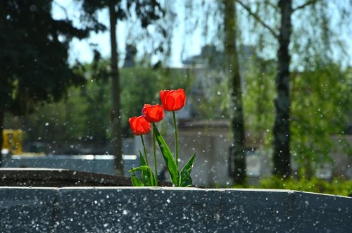 nature  flower  plant