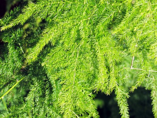 nature  plant  leaf