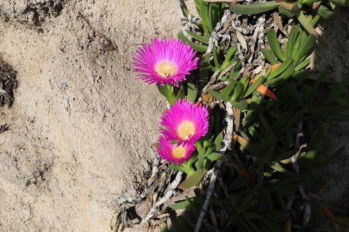 nature  plant  flower