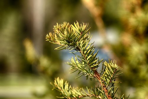 nature  outdoors  tree