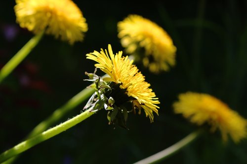 nature  flower  plant