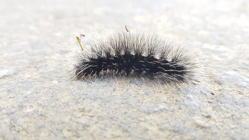 nature  insect  caterpillar
