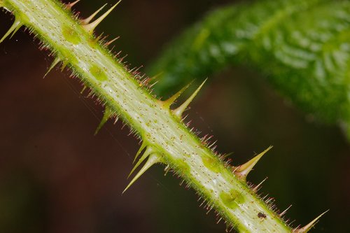 nature  plant  close up