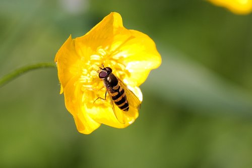 nature  insect  flower