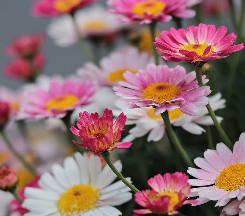 nature  plant  flowers