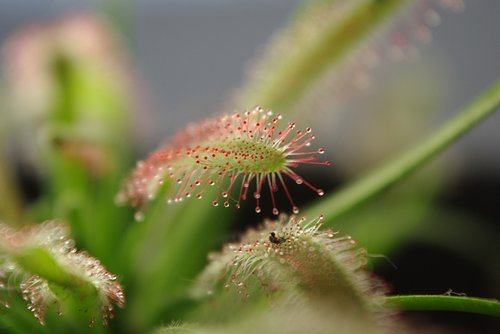 nature  plant  summer