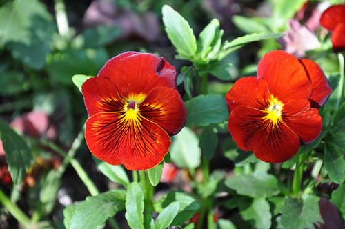 nature  plant  flower