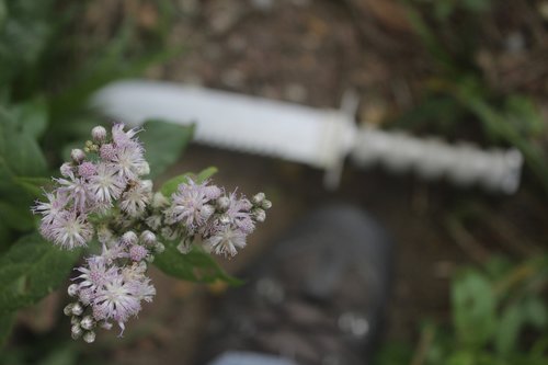 nature  plant  tree