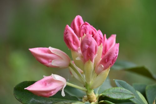 nature  flower  plant