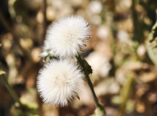 nature  flora  flower