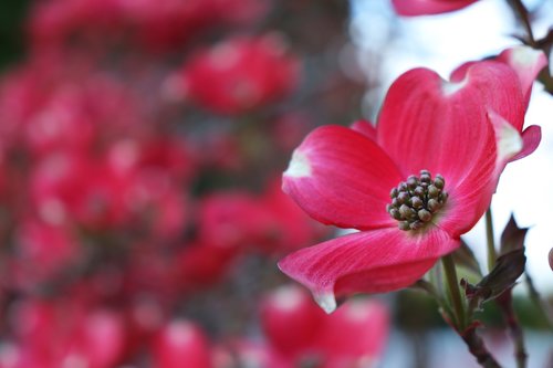 nature  flower  garden