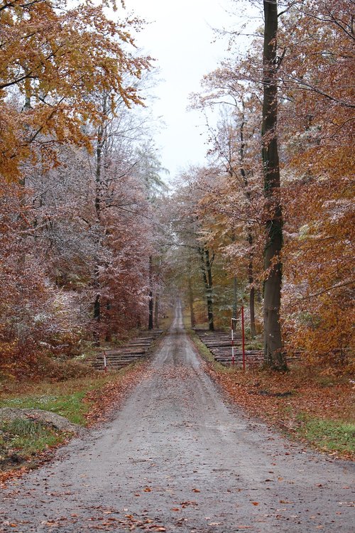 nature  tree  autumn