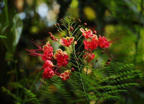 nature  flora  flower