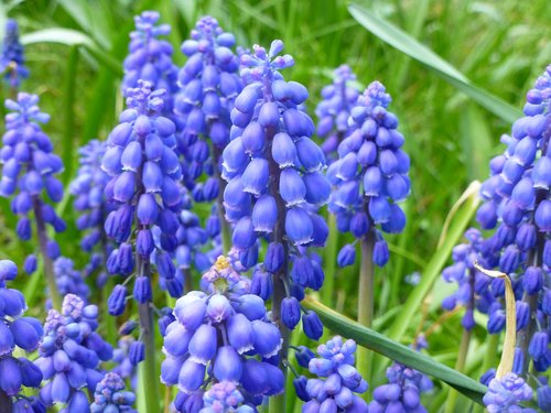 nature  flower  plant