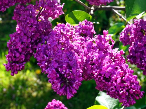 nature  flower  plant