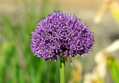 nature  plant  flower