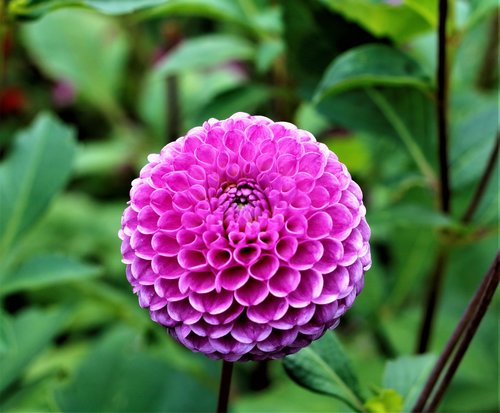 nature  plant  flower