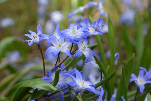 nature  plant  flower