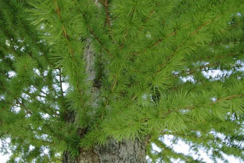 nature  tree  plant