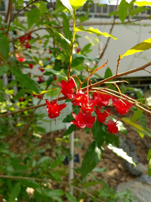 nature  leaf  plants