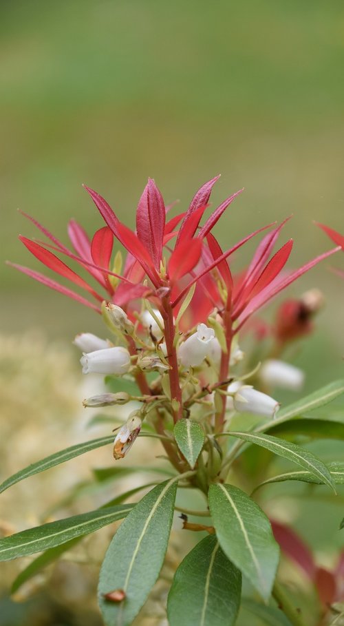 nature  plant  flower