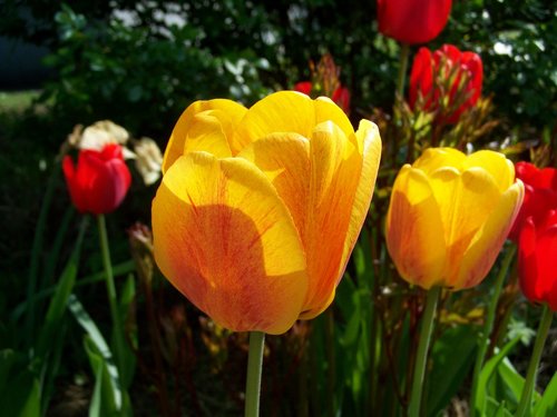 nature  tulip  flower