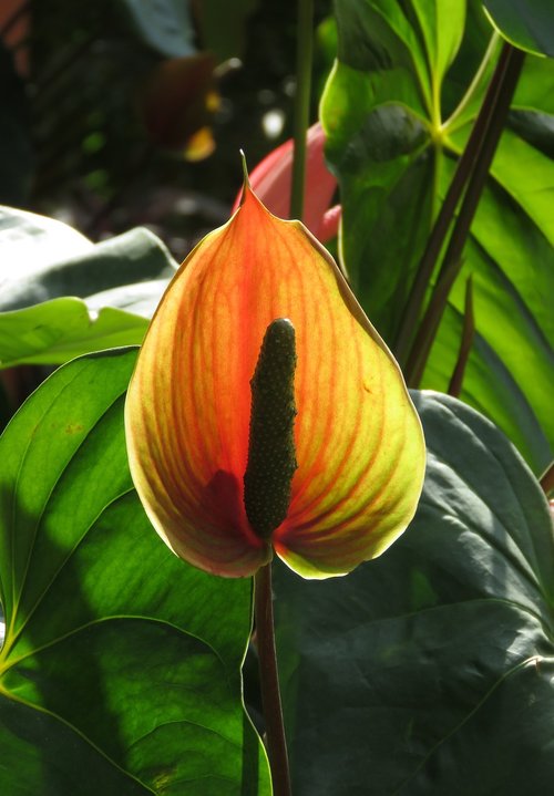 nature  leaf  flora