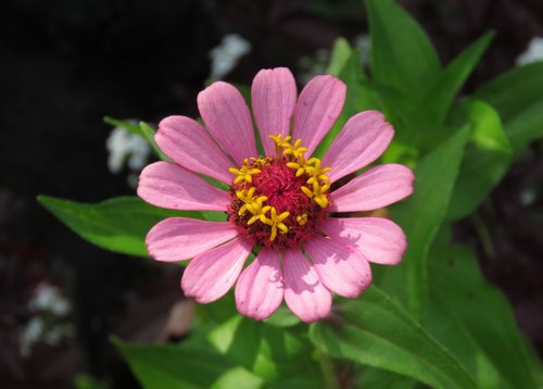 nature  summer  flower