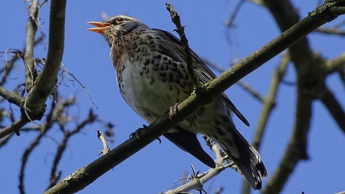 nature  birds  at the court of