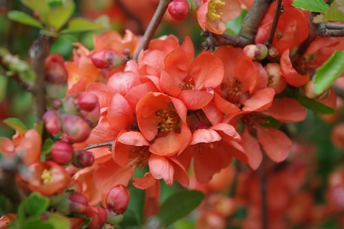 nature  plant  flower