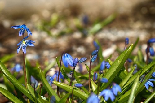 nature  flower  flora