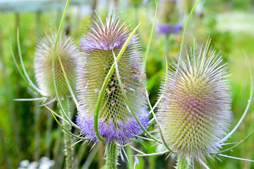 nature  plant  summer