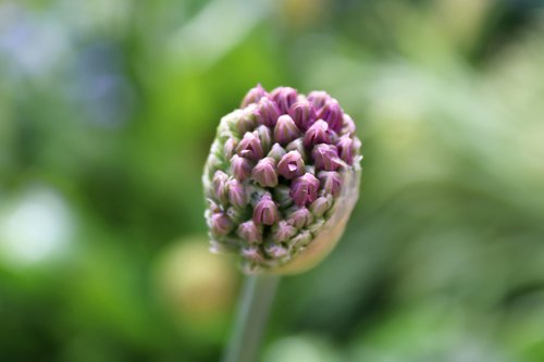 nature  plant  flower