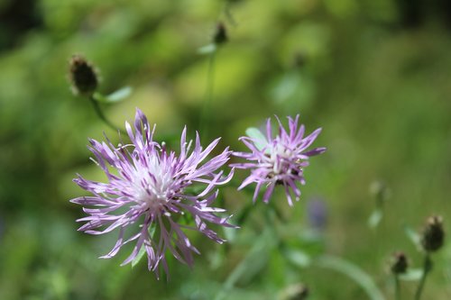 nature  flower  summer