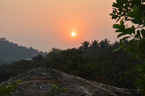 nature  tree  panoramic