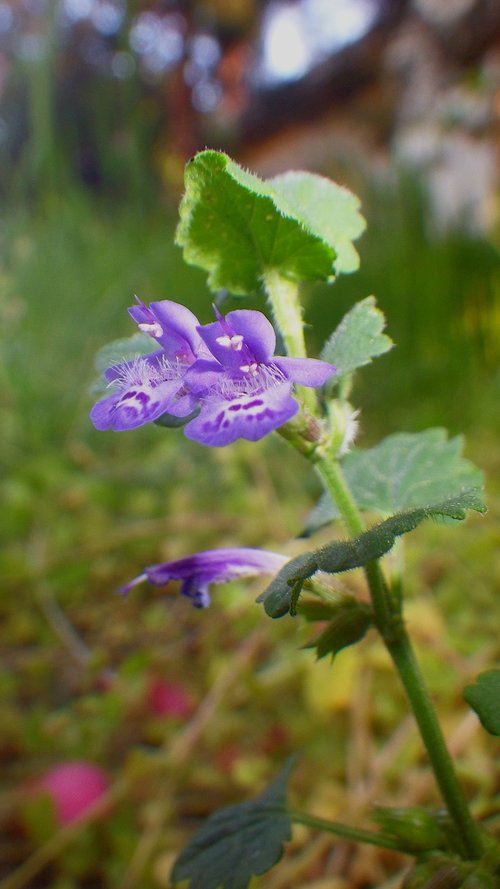 nature  plant  flower