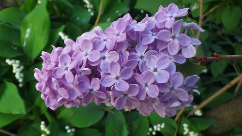 nature  flower  plant