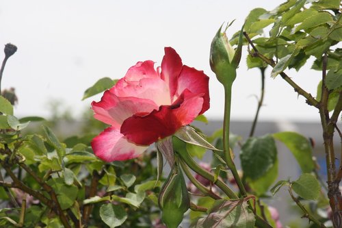 nature  flower  plant