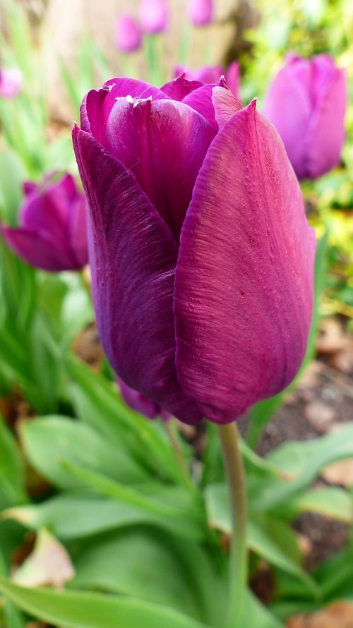 nature  flower  plant