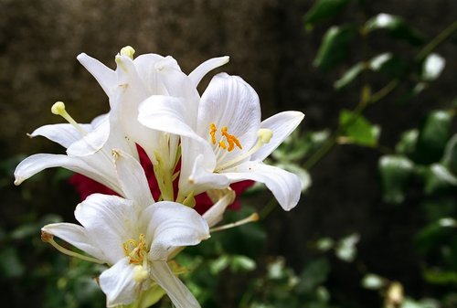 nature  flower  flora