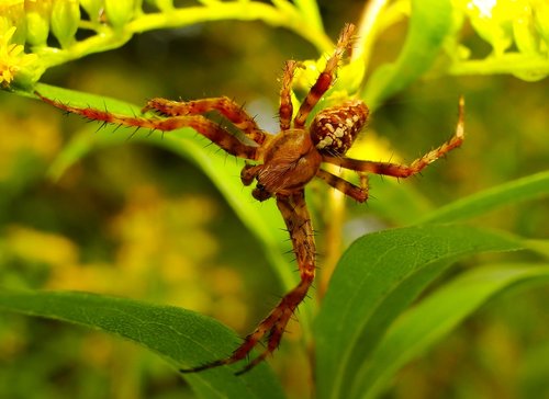 nature  insect  spider