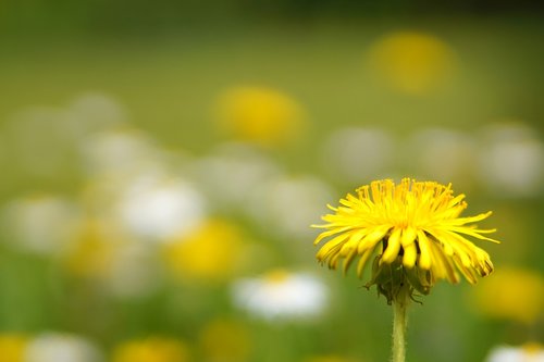 nature  plant  flower