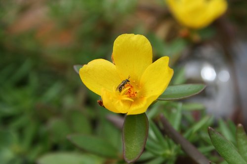 nature  flower  plant