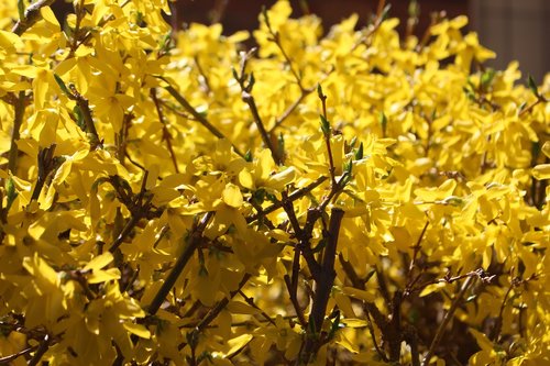 nature  flora  flower