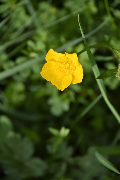 nature  plant  garden